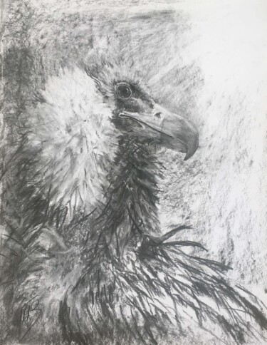 European Black Vulture in a Charcoal World